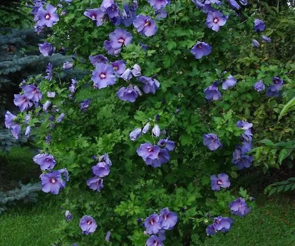 Gaestehaus Loedermann אורחן *