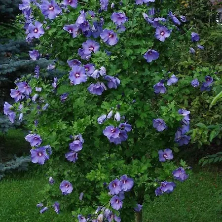 Gaestehaus Loedermann بيت ريفي *